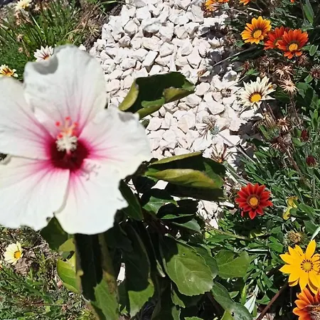 Dune Bianche 펜션 *