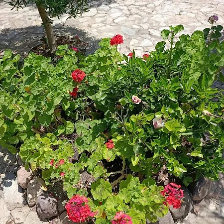 Tatil Evi Dune Bianche *